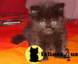 nelinda Picture 2
